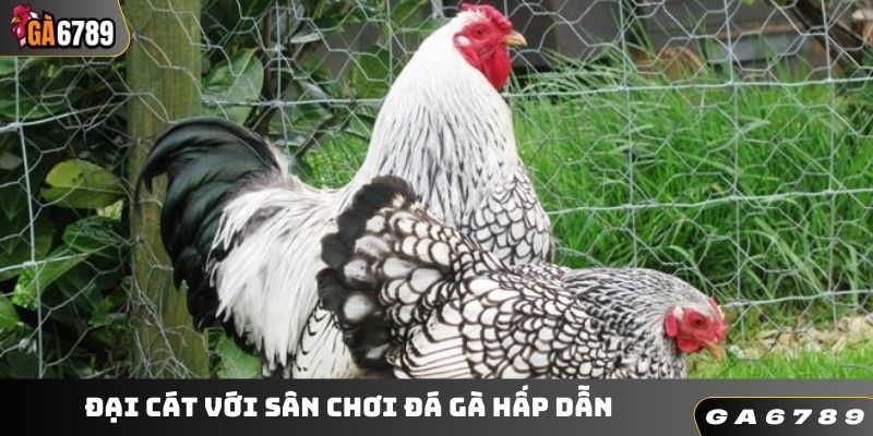 Đại Cát với sân chơi đá gà hấp dẫn