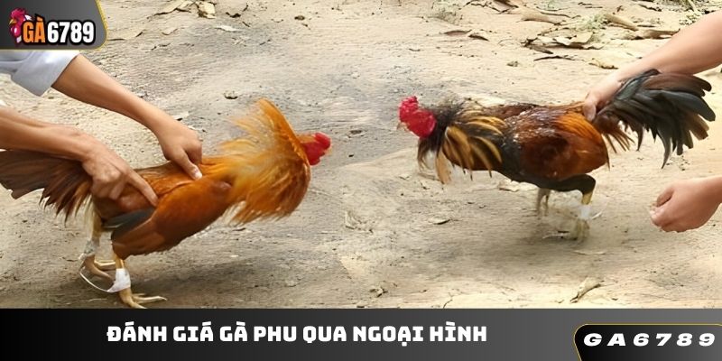 Đánh giá ngoại hình kỹ