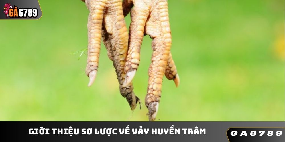 Giới thiệu sơ lược về vảy huyền trâm