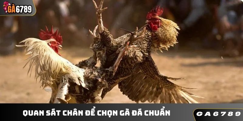 Kiểm tra chân khi chọn gà chọi