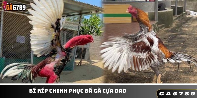 Kinh nghiệm chinh phục các trận đấu cựa dao