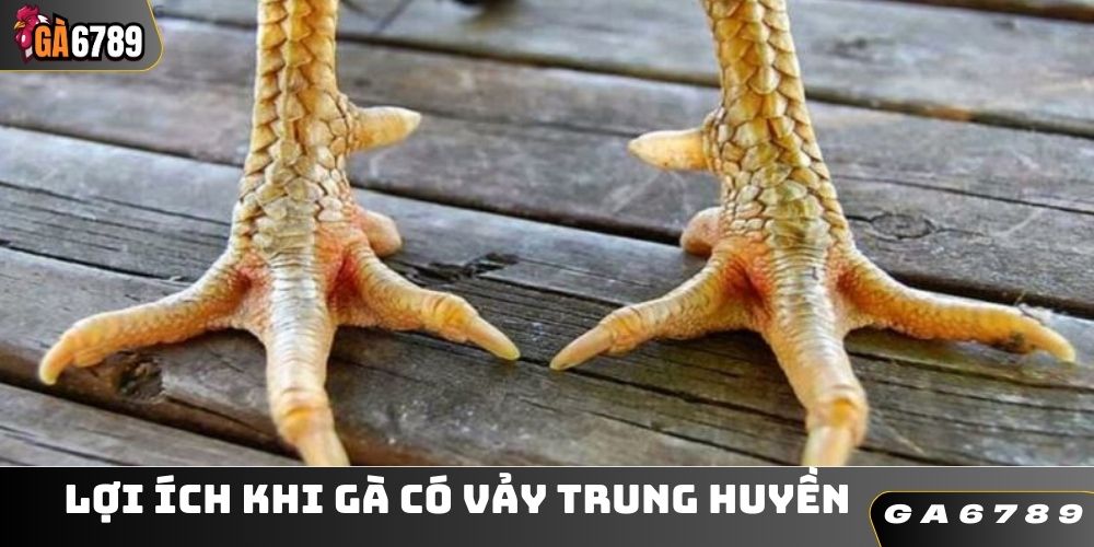 Lợi ích khi gà có vảy trung huyền