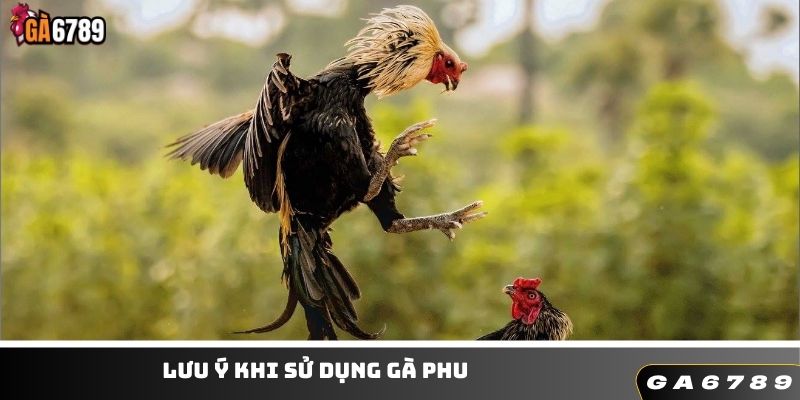 Lưu ý để tận dụng gà phu hiệu quả