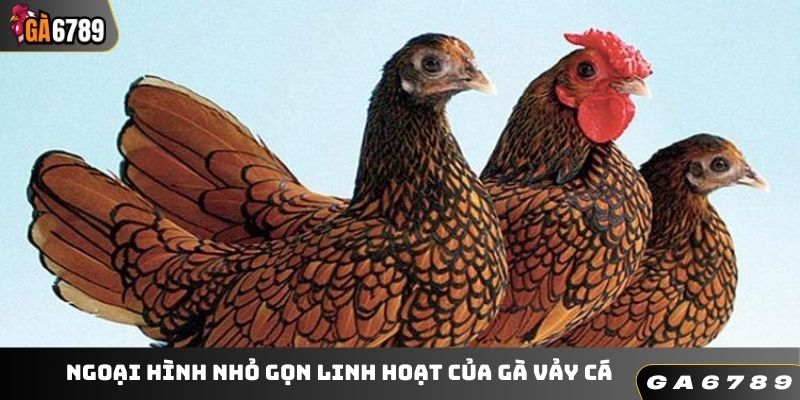 Ngoại hình nhỏ gọn linh hoạt của gà vảy cá